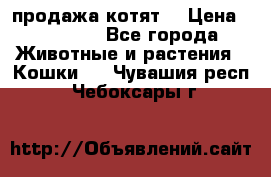 продажа котят  › Цена ­ 15 000 - Все города Животные и растения » Кошки   . Чувашия респ.,Чебоксары г.